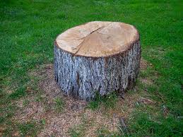 Trusted Thornton, CO Tree Care Experts